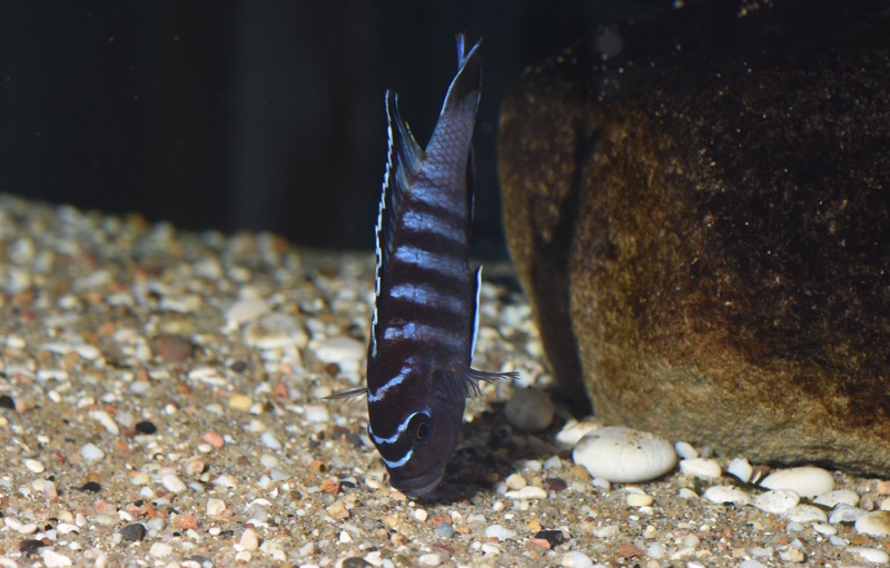 Maylandia sp. 'black dorsal mbenji' Mbenji Island